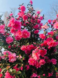 La bellezza della camelia è nella sua grazia, come un sorriso senza tempo.