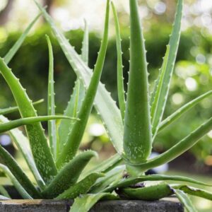 Non solo bellezza, ma anche utilità: l’Aloe Vera purifica l’aria ed è un rimedio naturale per la pelle.