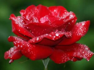 La rosa parla di amore silenziosamente, in un linguaggio che comprende solo il cuore." – Anonymous
