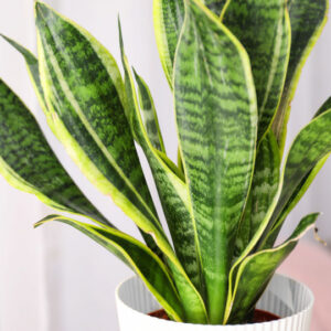 Sansevieria