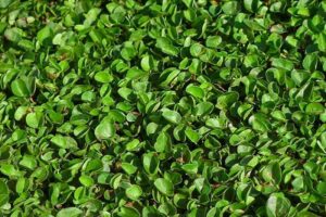Un tappeto verde a bassa manutenzione: la Dichondra repens è perfetta per un prato resistente e rigoglioso