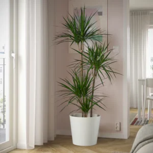 Con le sue foglie sottili e slanciate, la Dracena è un purificatore d’aria naturale che dona un tocco moderno agli interni