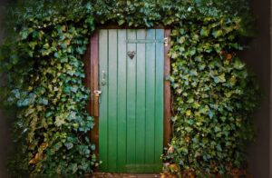 L’edera, elegante e versatile, trasforma qualsiasi ambiente in un’oasi di verde rigoglioso.