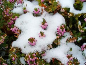 Rose di Natale nel loro habitat naturale: fiorisce dove il gelo domina.