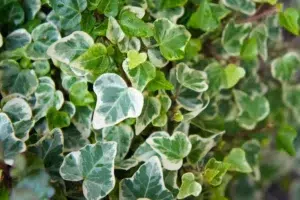 Un rifugio verde per l’inverno: l’edera protegge gli uccelli e fornisce bacche nutrienti durante la stagione fredda.
