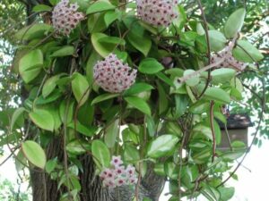 Una pianta rampicante dalle foglie cerose e affascinanti fiori stellati.