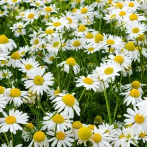 Un prato aromatico e calpestabile: la camomilla romana unisce bellezza e praticità.
