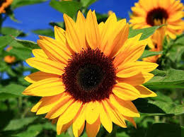 I girasoli non sono solo splendidi per il giardino, ma i loro semi sono una delizia irresistibile per cardellini e cinciallegre.