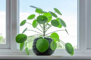 Minimalista e moderna, la pilea è un’icona dello stile scandinavo.
