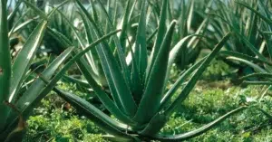 La pianta che si prende cura di te: elegante, resistente e ricca di benefici naturali.