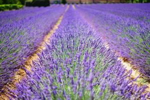 La lavanda attira api e farfalle, creando un giardino ricco di vita e una riserva di cibo per gli uccelli insettivori.