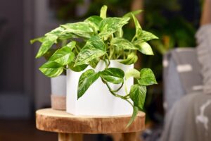 Con le sue foglie che si allungano verso la luce, il Pothos ci ricorda che la crescita non conosce confini