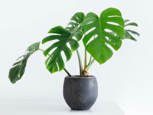 La pianta che conquista tutti con le sue foglie forate e un aspetto tropicale inconfondibile.