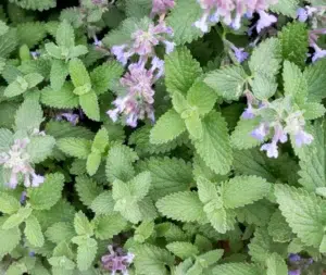 Una scelta robusta e irresistibile per animali e umani: l’erba gatta rende il tuo giardino unico.