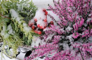 Anche il freddo più rigido non ferma la natura: alcune piante sbocciano sfidando il gelo