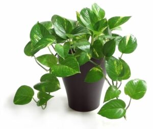 Il Pothos, con le sue foglie a forma di cuore, è il compagno ideale per chi cerca una pianta decorativa e resistente.