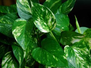 Il tuttofare del verde, perfetto per ogni angolo della casa grazie alla sua adattabilità straordinaria.