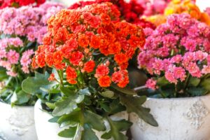 Una succulenta dai fiori vivaci che aggiunge colore senza richiedere cure speciali.
