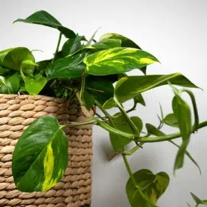 Un tocco di verde per ogni angolo della casa: il Pothos cresce rapidamente ed è ideale per purificare l’aria in spazi poco luminosi.