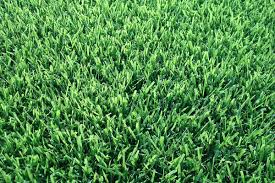 Un prato invincibile: l’erba Zoysia sopporta anche il traffico più intenso, rimanendo sempre verde