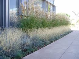 Con le sue sfumature bluastre, la festuca glauca aggiunge eleganza e resistenza al tuo giardino.