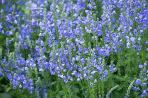 Colori vivaci e robustezza: la Veronica prostrata dona al tuo giardino un tocco di blu irresistibile.