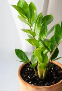 Elegante e resistente, la Zamioculcas dimostra che la semplicità è un segreto di forza e bellezza